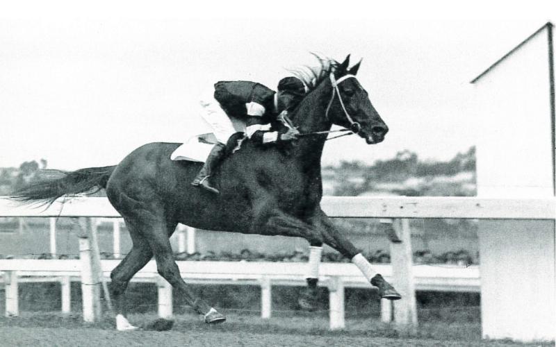 Phar Lap Cox Plate Finish 1930-2 800x500