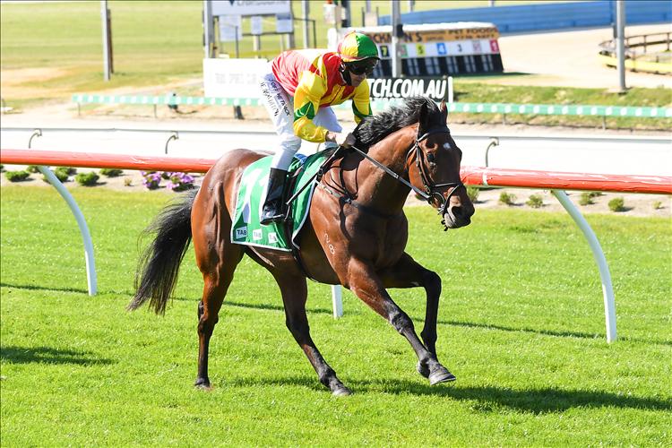 Direct will line up in Heat 12 of the Ladbrokes 55 Second Challenge this week