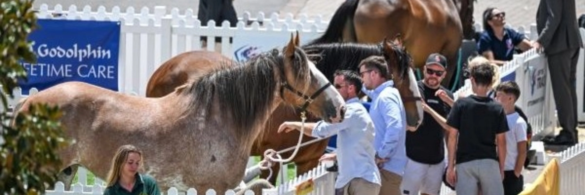celebrationofthehorse1920x640