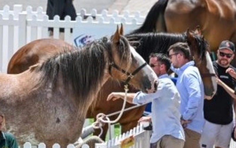 celebrationofthehorse1920x640