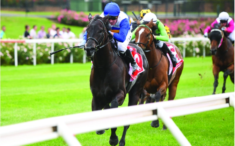 800-x-500-jig-saw-100